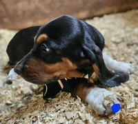 Blue Male, a male Basset Hound for sale in Fonda, NY – 2 of 2