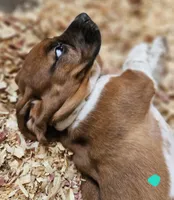 Female teal, a female Basset Hound for sale in Fonda, NY – 2 of 6