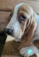 Female Teal, a female Basset Hound for sale in Fonda, NY – 3 of 5