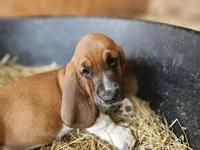 Female teal, a female Basset Hound for sale in Fonda, NY – 6 of 6