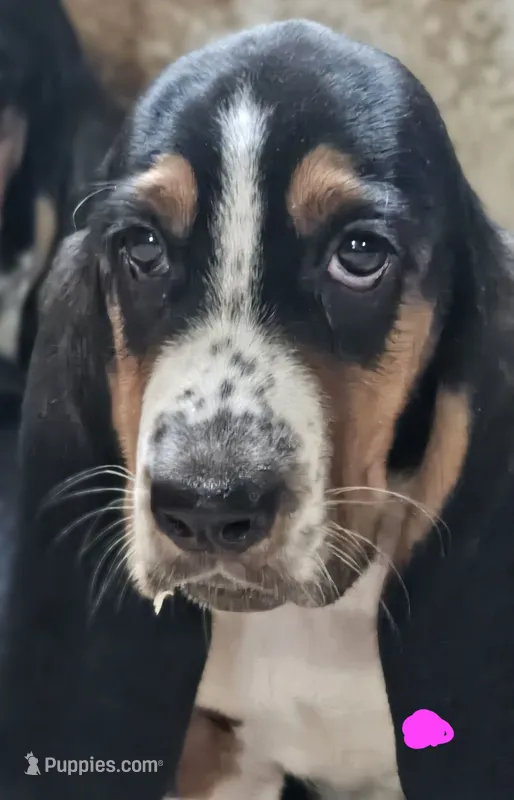 Female Pink – Basset Hound puppy for sale in Fonda, NY