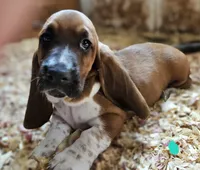 Female teal, a female Basset Hound for sale in Fonda, NY – 1 of 6