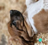 Female teal, a female Basset Hound for sale in Fonda, NY – 4 of 6