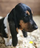 Female Yellow, a female Basset Hound for sale in Fonda, NY – 3 of 4