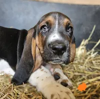 Male Orange, a male Basset Hound for sale in Fonda, NY – 2 of 5