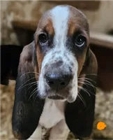 Orange Male, a male Basset Hound for sale in Fonda, NY – 3 of 3