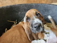 Female pink, a female Basset Hound for sale in Fonda, NY – 5 of 6