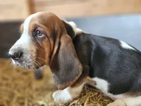Male Blue, a male Basset Hound for sale in Fonda, NY – 4 of 4