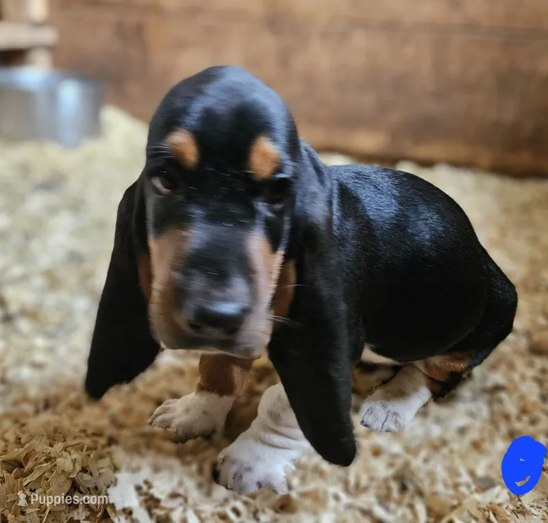 Blue Male – Basset Hound puppy for sale in Fonda, NY
