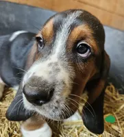 Male Green, a male Basset Hound for sale in Fonda, NY – 4 of 4