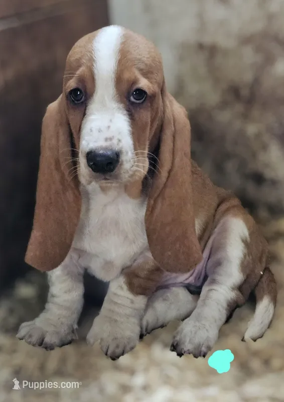 Female Teal – Basset Hound puppy for sale in Fonda, NY