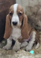 Female Teal, a female Basset Hound for sale in Fonda, NY – 1 of 5