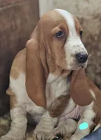 Female Teal, a female Basset Hound for sale in Fonda, NY – 5 of 5