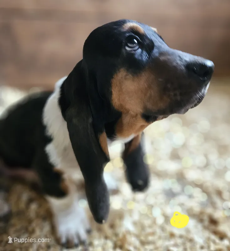 Female Yellow – Basset Hound puppy for sale in Fonda, NY