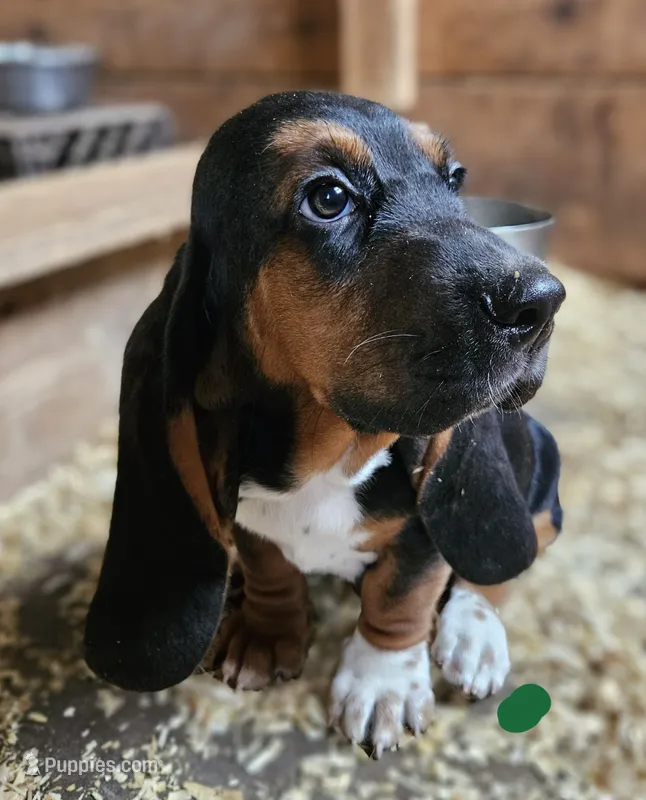 Green Male – Basset Hound puppy for sale in Fonda, NY
