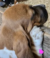 Female pink, a female Basset Hound for sale in Fonda, NY – 2 of 6