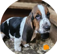 Orange Male, a male Basset Hound for sale in Fonda, NY – 2 of 3