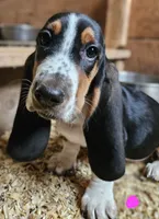 Female Pink, a female Basset Hound for sale in Fonda, NY – 2 of 4