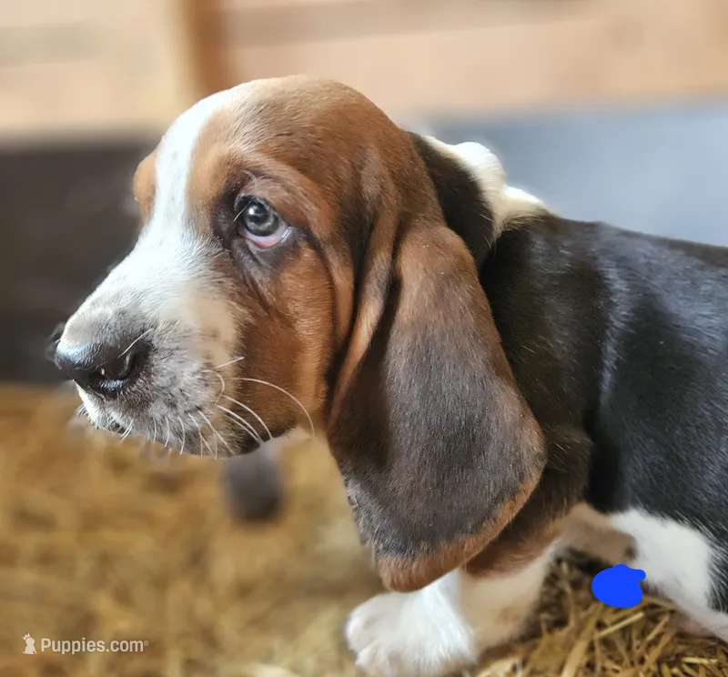 Male Blue – Basset Hound puppy for sale in Fonda, NY