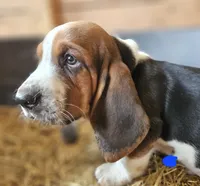 Male Blue, a male Basset Hound for sale in Fonda, NY – 1 of 4