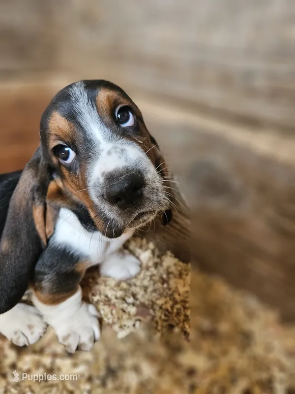 Male Green – Basset Hound puppy for sale in Fonda, NY