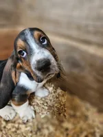 Male Green, a male Basset Hound for sale in Fonda, NY – 1 of 4