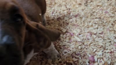 Female pink, a female Basset Hound for sale in Fonda, NY – 6 of 6
