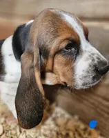 Male Blue, a male Basset Hound for sale in Fonda, NY – 2 of 4
