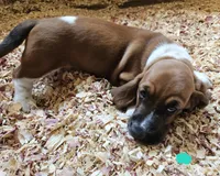 Female teal, a female Basset Hound for sale in Fonda, NY – 5 of 6
