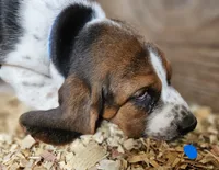 Male Blue, a male Basset Hound for sale in Fonda, NY – 3 of 4