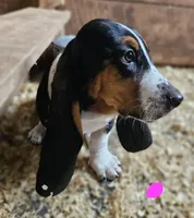Female Pink, a female Basset Hound for sale in Fonda, NY – 3 of 4