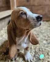 Female Teal, a female Basset Hound for sale in Fonda, NY – 2 of 5
