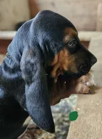 Green Male, a male Basset Hound for sale in Fonda, NY – 2 of 4