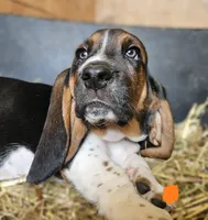 Male Orange, a male Basset Hound for sale in Fonda, NY – 1 of 5