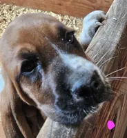 Female pink, a female Basset Hound for sale in Fonda, NY – 3 of 6