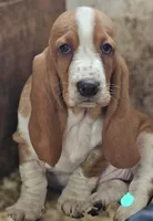 Female Teal, a female Basset Hound for sale in Fonda, NY – 4 of 5
