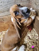 Female pink, a female Basset Hound for sale in Fonda, NY – 4 of 6