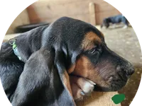 Green Male, a male Basset Hound for sale in Fonda, NY – 3 of 4