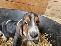 Male Green, a male Basset Hound for sale in Fonda, NY – 2 of 4