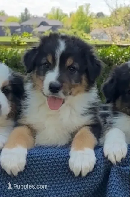 Guinness, a male Australian Shepherd for sale in Star, ID – 1 of 2