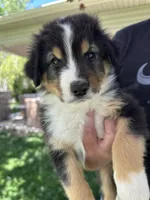 Guinness, a male Australian Shepherd for sale in Star, ID – 2 of 2