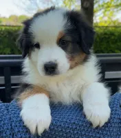 Mickey, a male Australian Shepherd for sale in Star, ID – 1 of 1