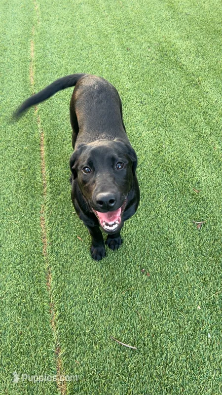 Harper – Labrador Retriever puppy for sale in Washington, IN