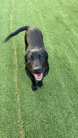 Harper, a female Labrador Retriever for sale in Washington, IN – 1 of 2