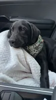 Harper, a female Labrador Retriever for sale in Washington, IN – 2 of 2