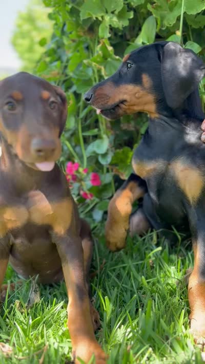 Nova, a female Doberman Pinscher for sale in Lathrop, CA – 2 of 3