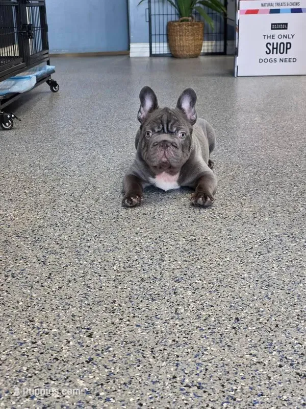Rolly – French Bulldog puppy for sale in South Gate, CA