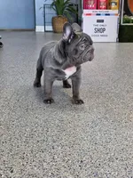 Rolly, a male French Bulldog for sale in South Gate, CA – Photo 2 of 3