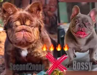 Rolly, a male French Bulldog for sale in South Gate, CA – Photo 3 of 3