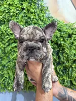 Brindle boy , a male French Bulldog for sale in South Gate, CA – Photo 1 of 3